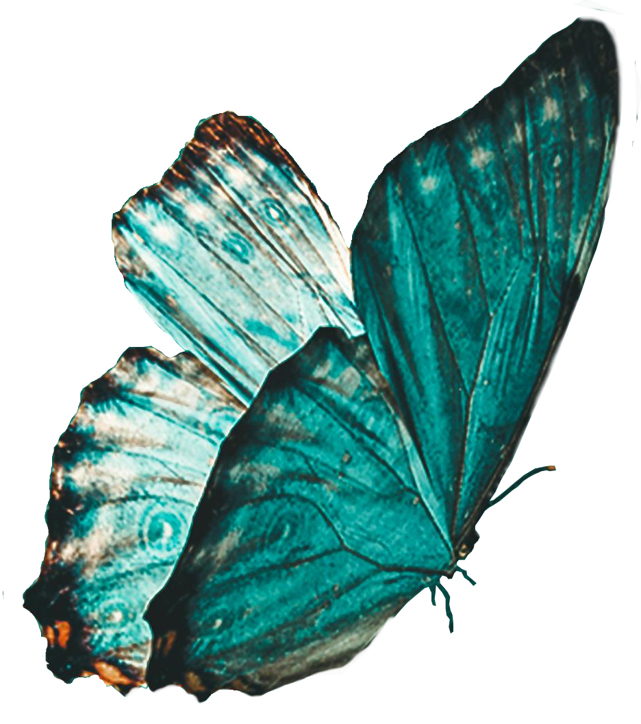 monarch butterfly