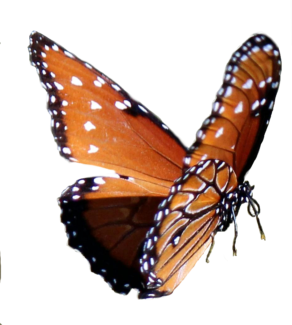 monarch butterfly